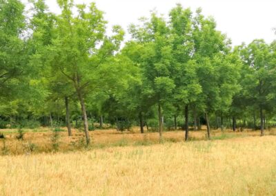 Klimaschutz und Biomasse­erzeugung durch Agroforst­systeme (abgeschlossen)